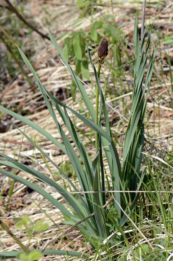 Bocciolo di Asphodelus sp